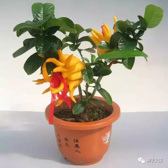 佛手盆栽